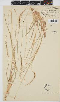 Heteropogon contortus image