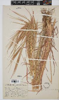 Heteropogon contortus image