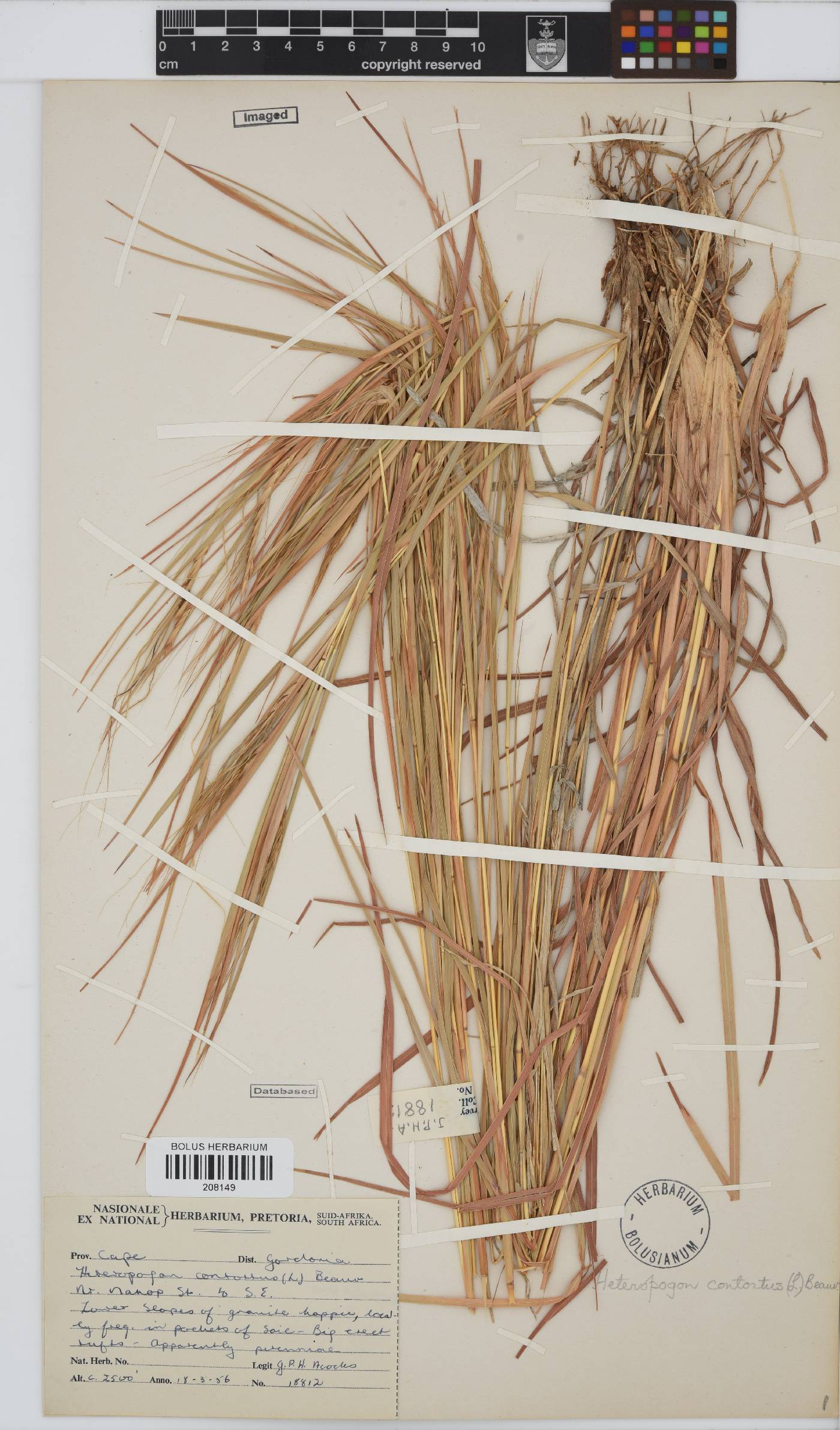 Heteropogon contortus image