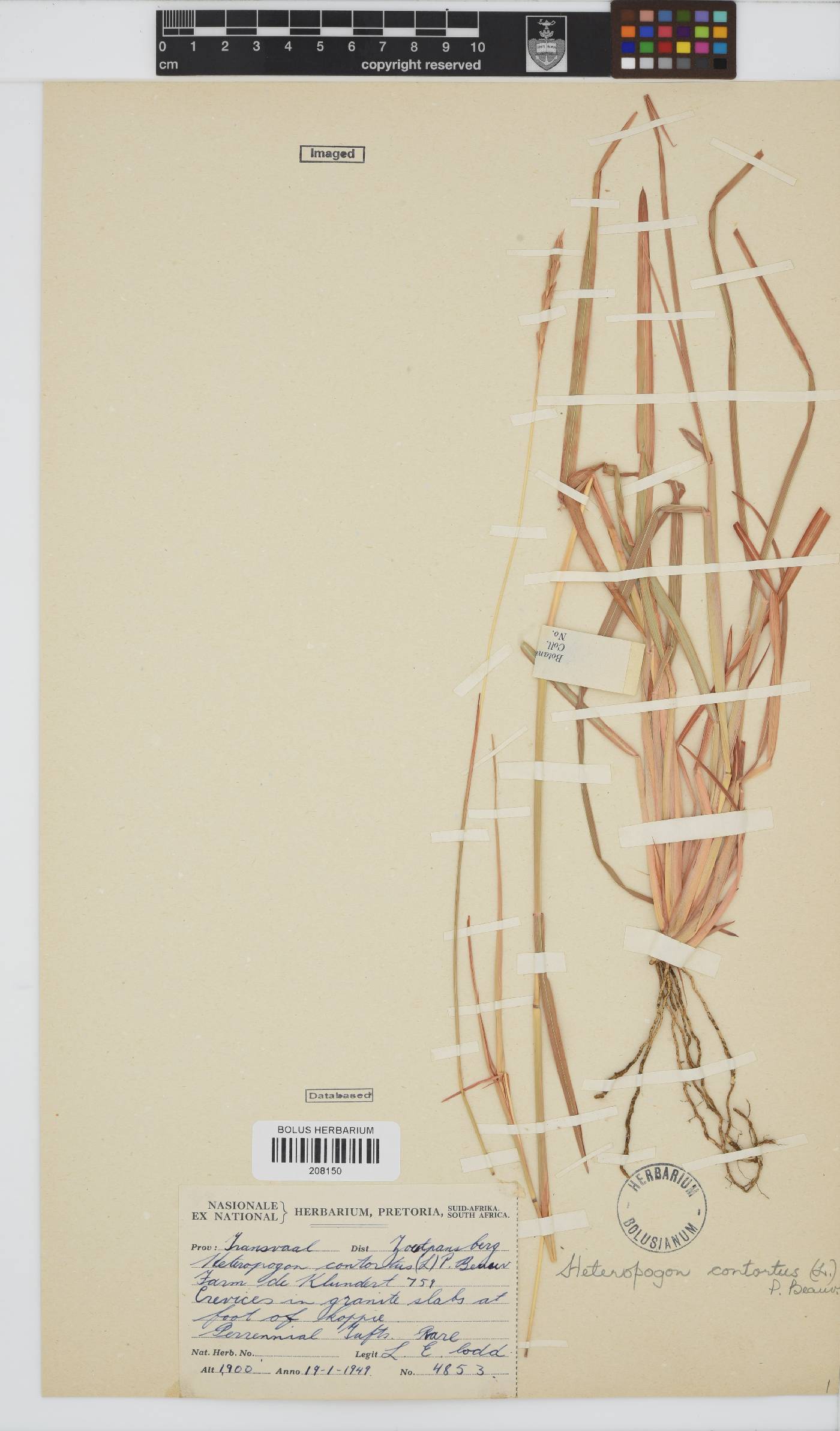 Heteropogon contortus image