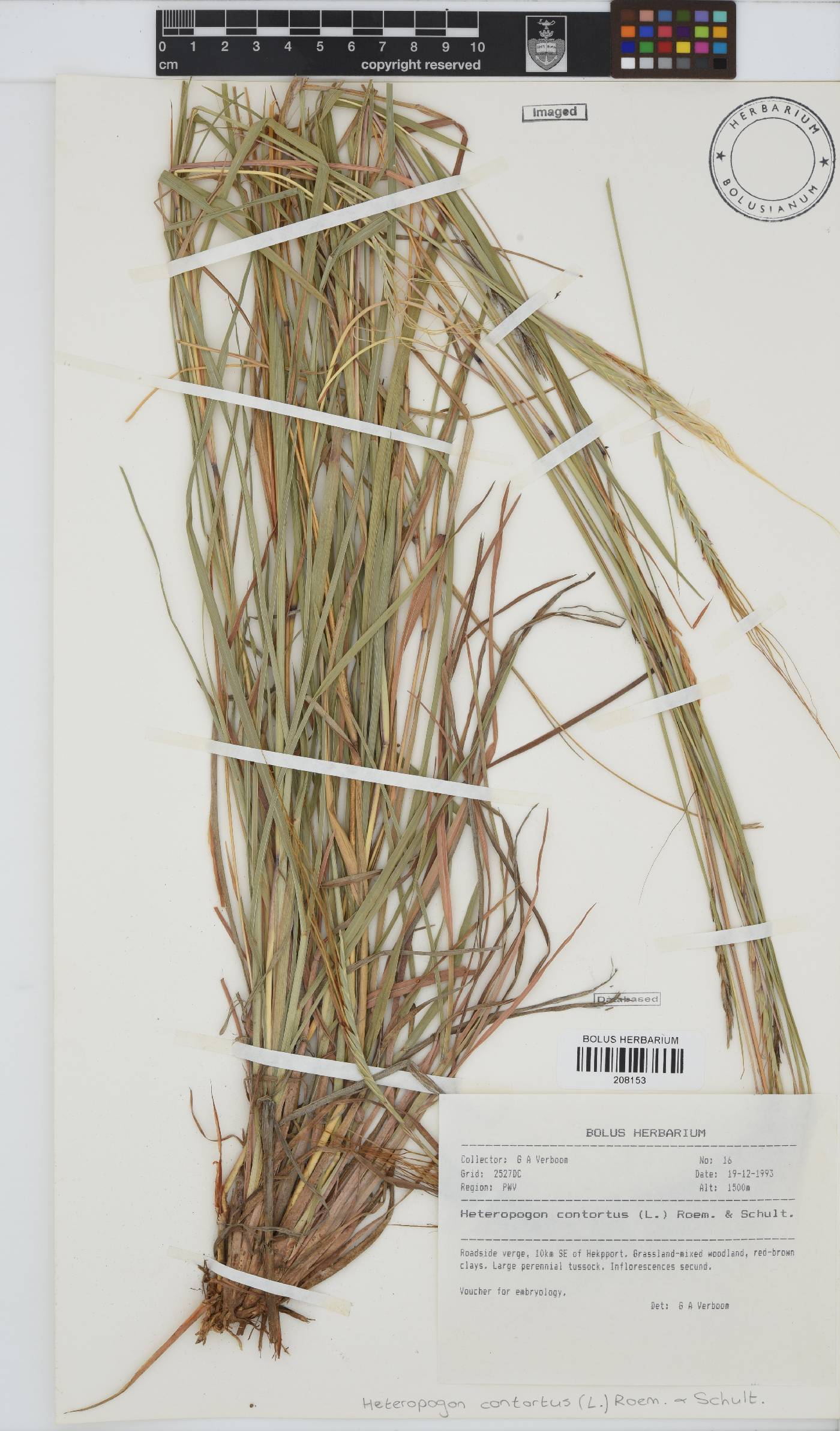 Heteropogon contortus image