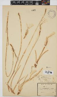 Heteropogon contortus image