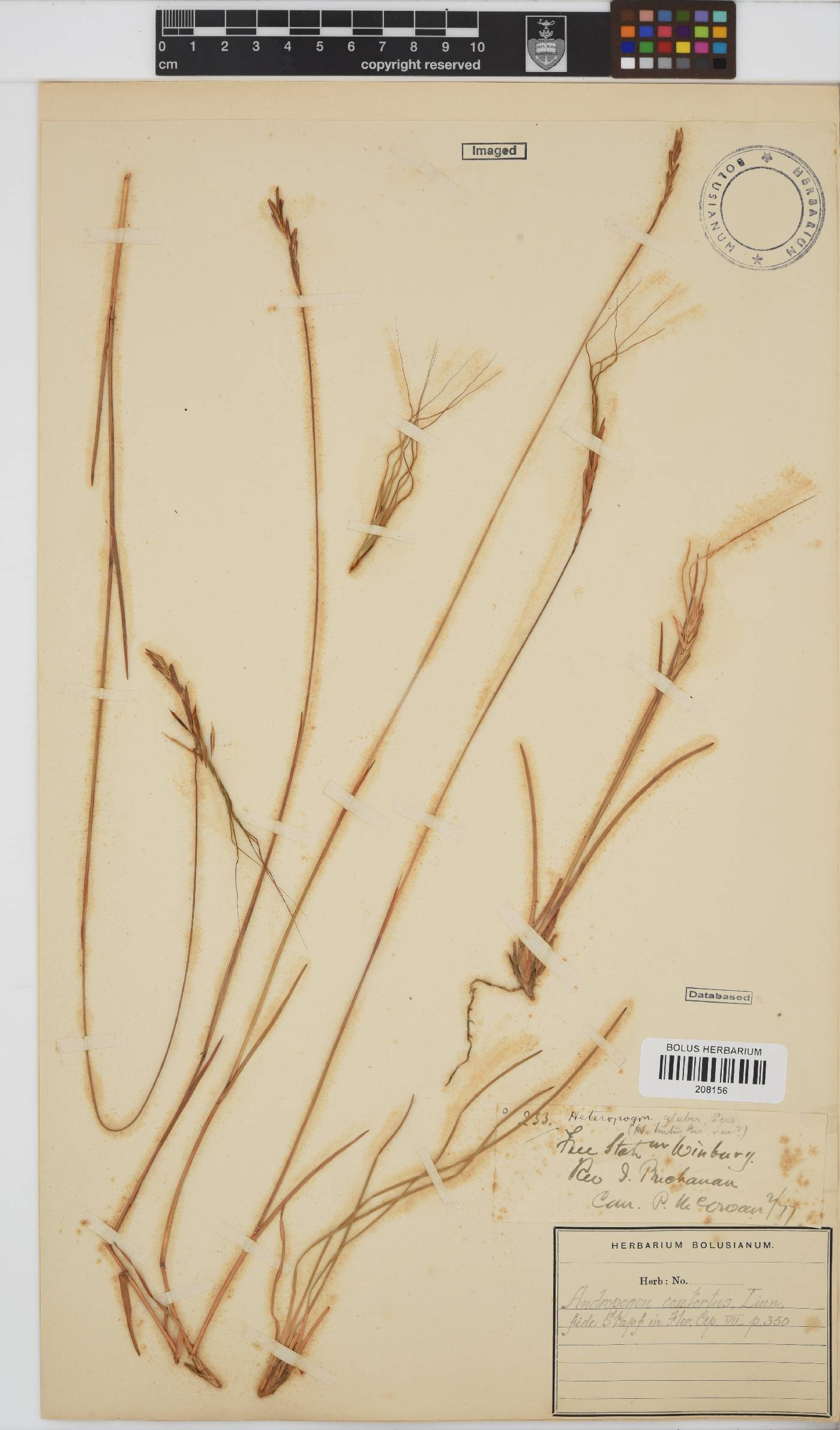 Heteropogon contortus image