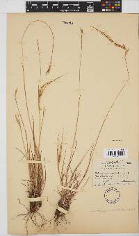 Heteropogon contortus image