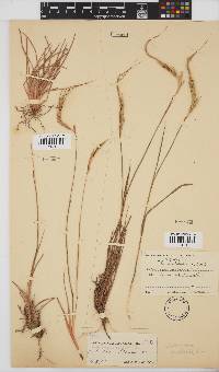 Heteropogon contortus image