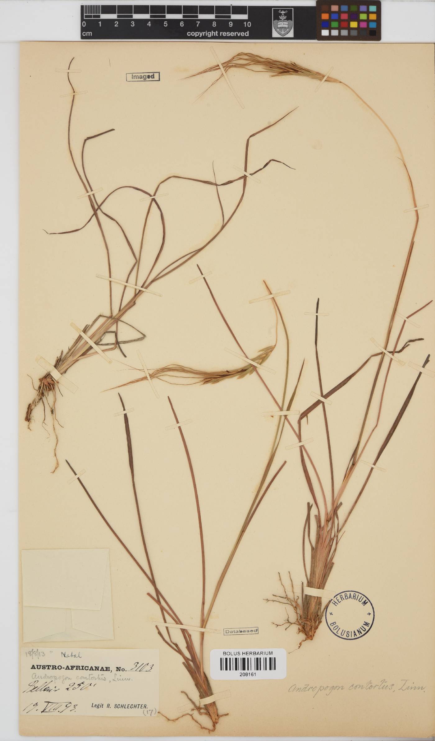 Heteropogon contortus image