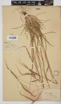 Heteropogon contortus image