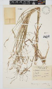 Heteropogon contortus image