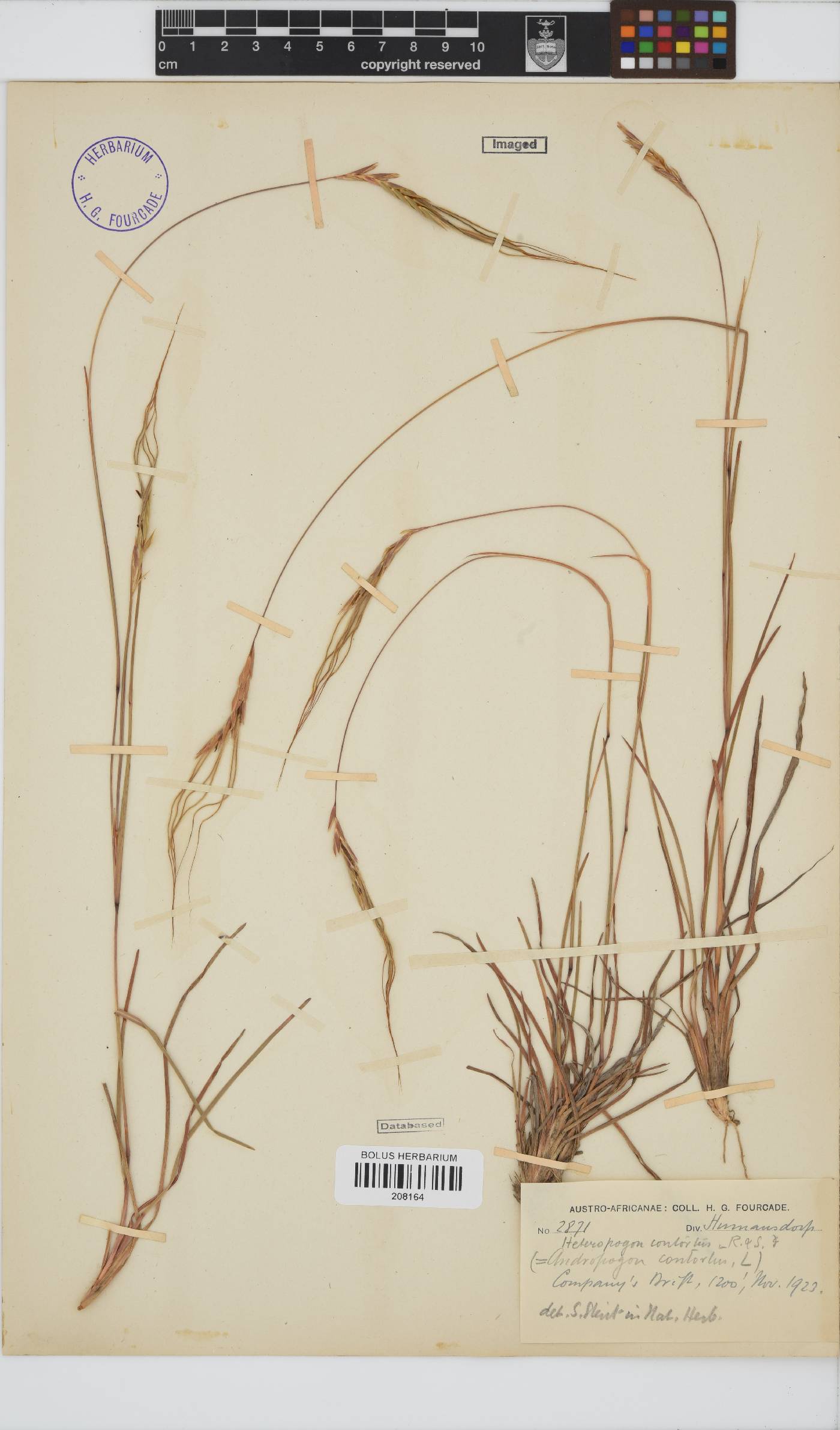 Heteropogon contortus image