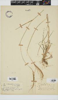 Heteropogon contortus image