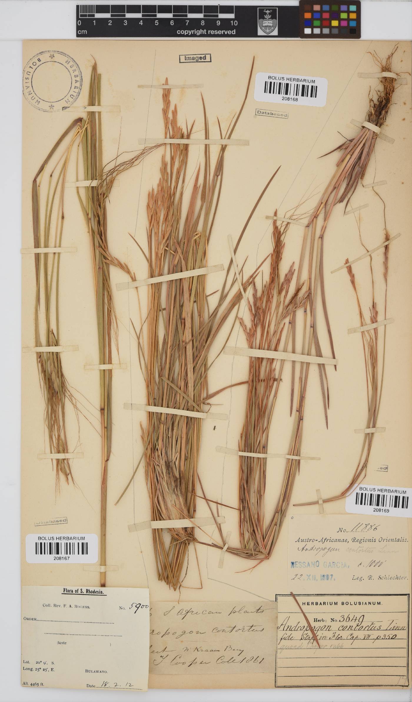 Heteropogon contortus image