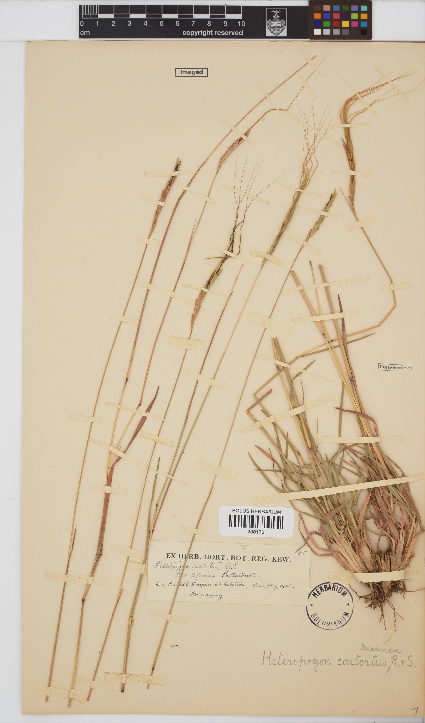 Heteropogon contortus image