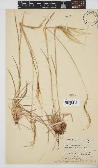 Heteropogon contortus image