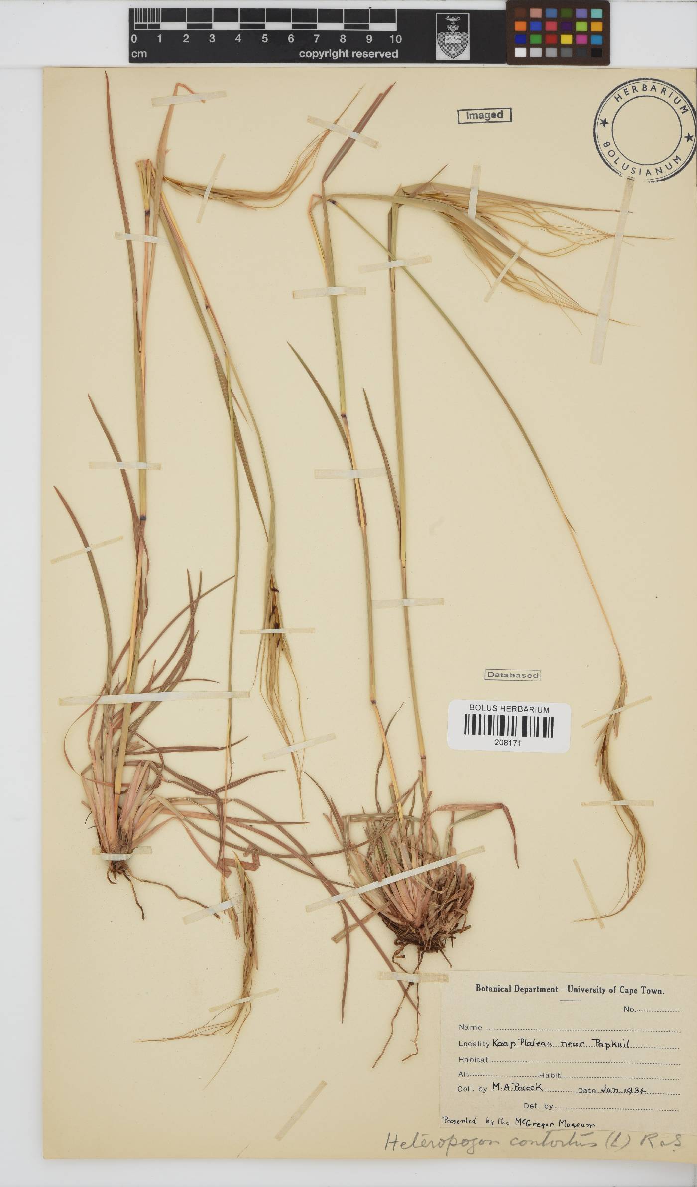 Heteropogon contortus image