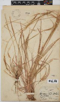 Heteropogon contortus image