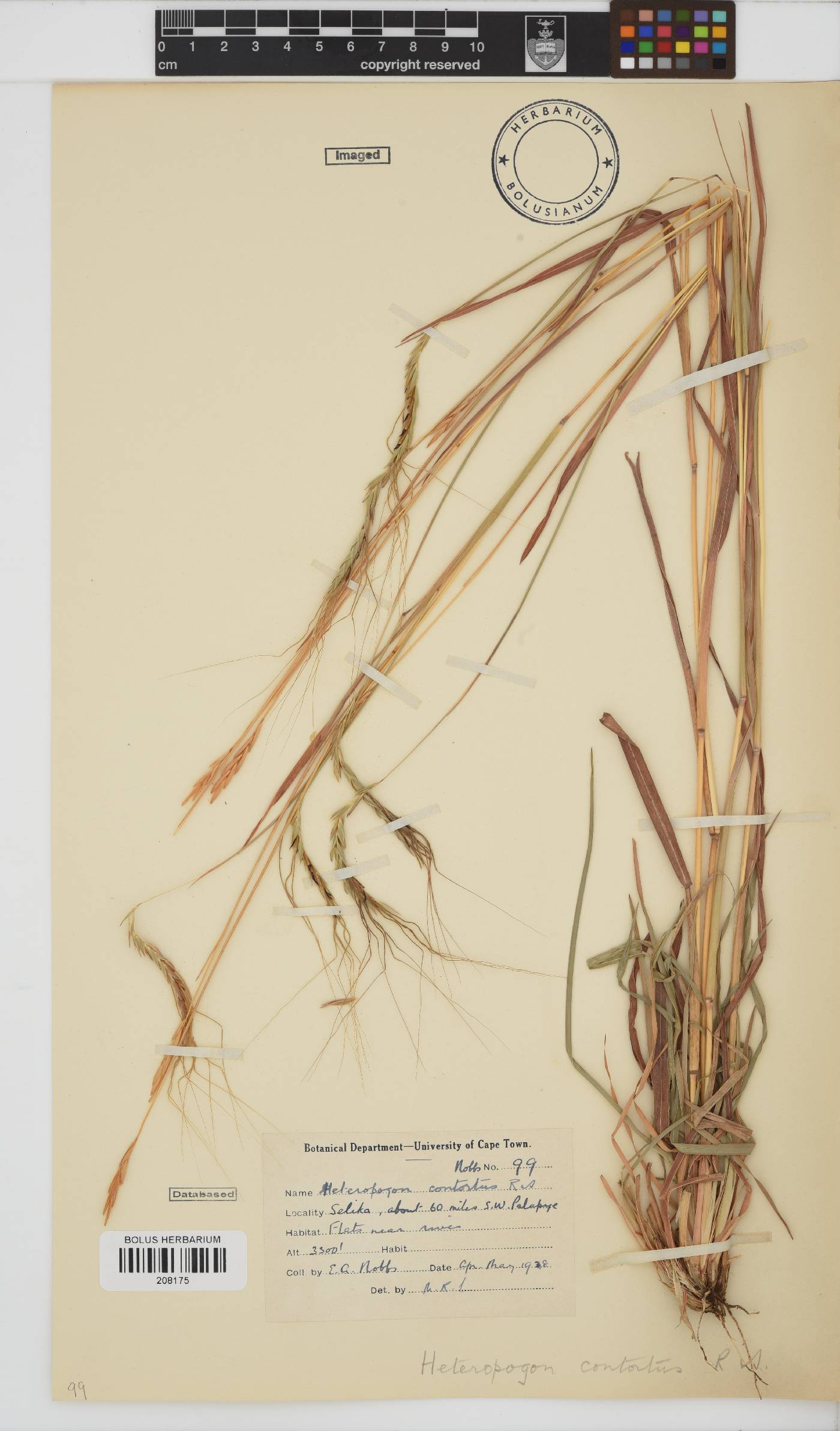 Heteropogon contortus image