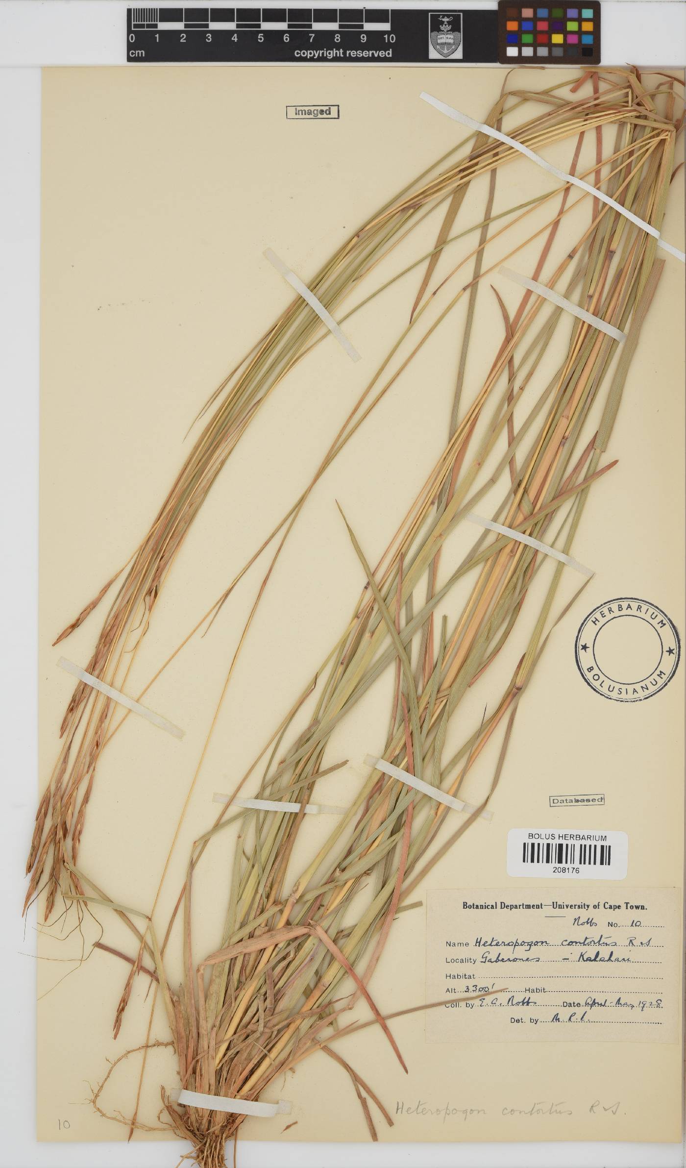 Heteropogon contortus image