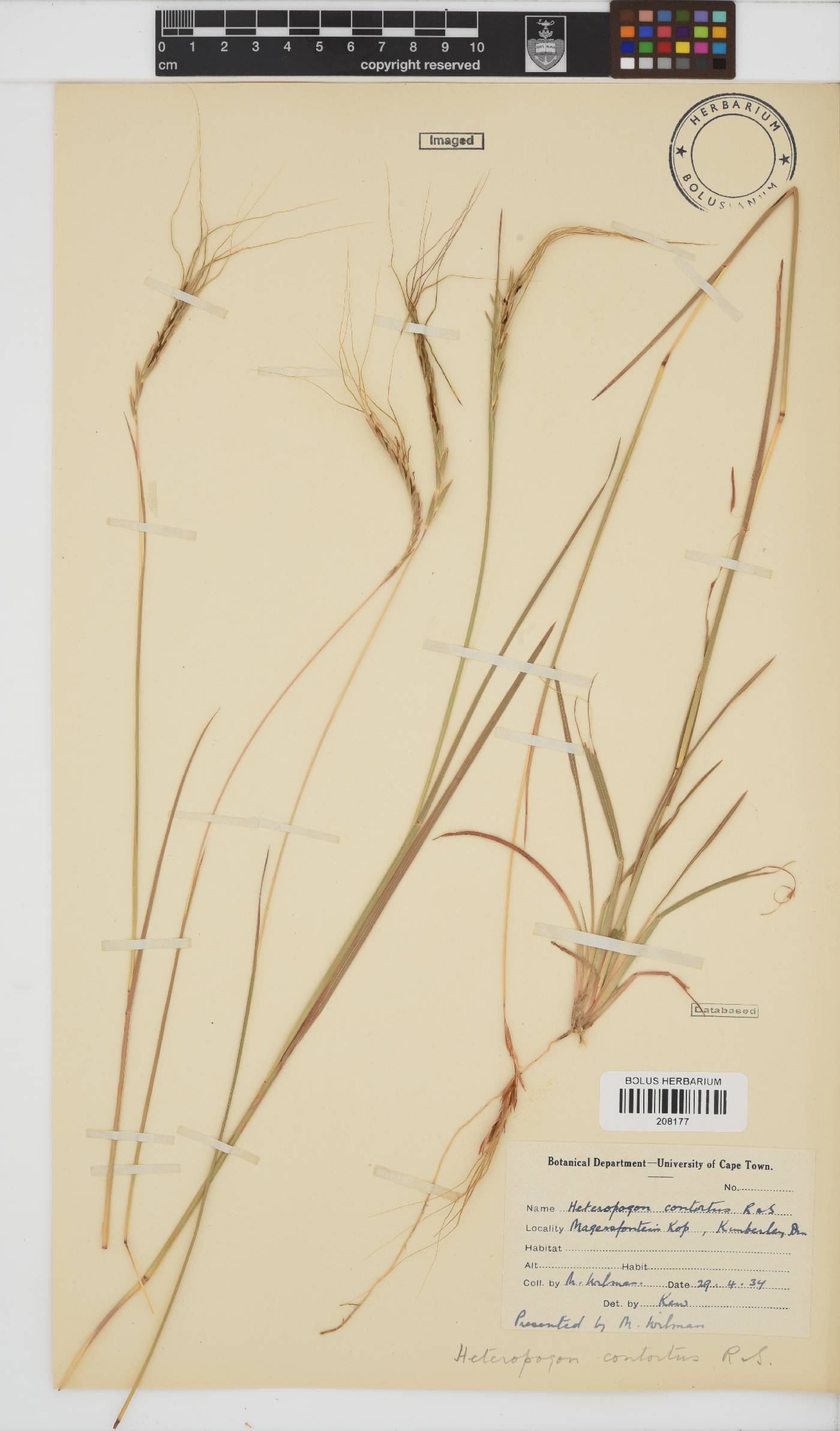 Heteropogon contortus image