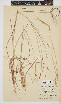 Heteropogon contortus image