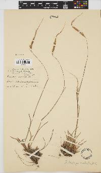 Heteropogon contortus image