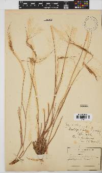 Heteropogon contortus image