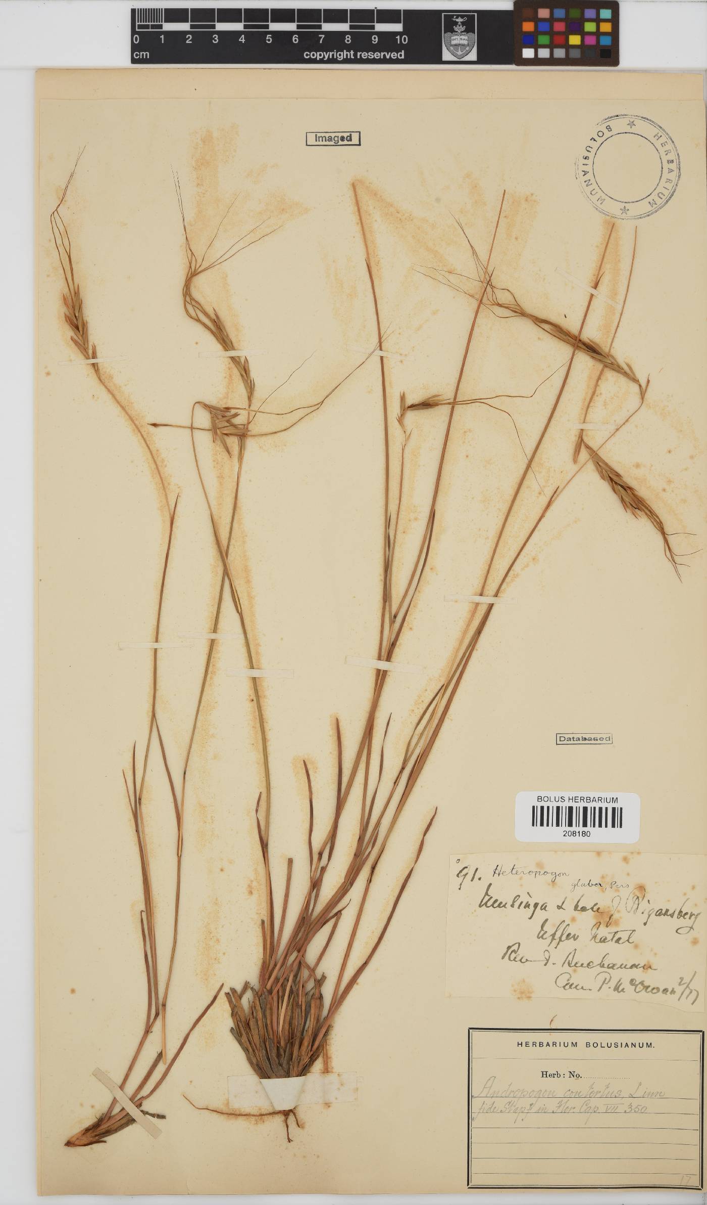Heteropogon contortus image