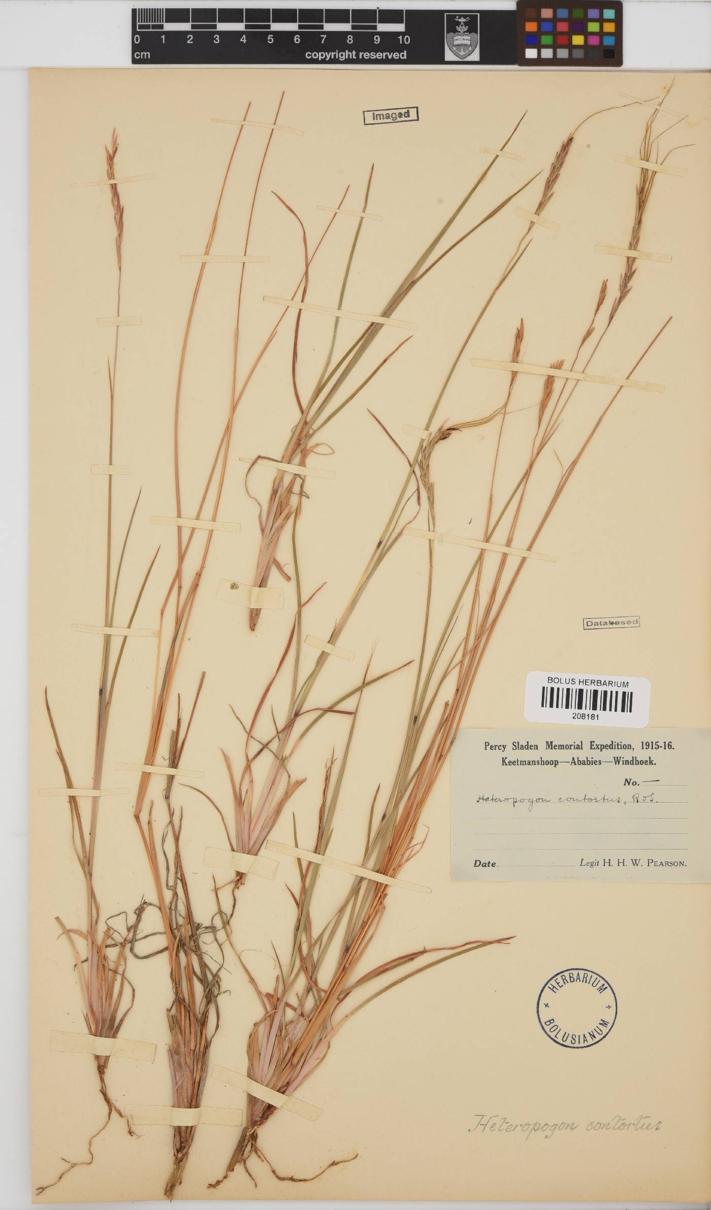 Heteropogon contortus image