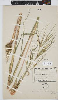 Heteropogon melanocarpus image