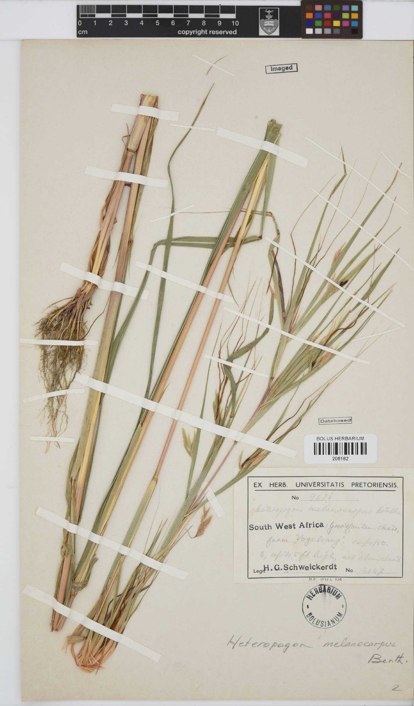Heteropogon melanocarpus image