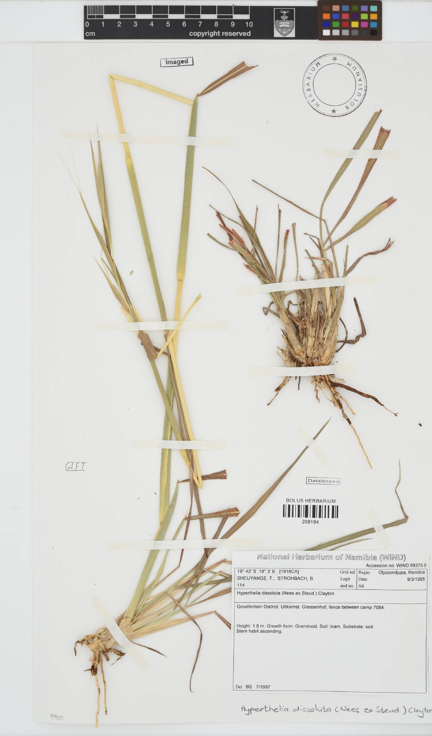 Hyperthelia image