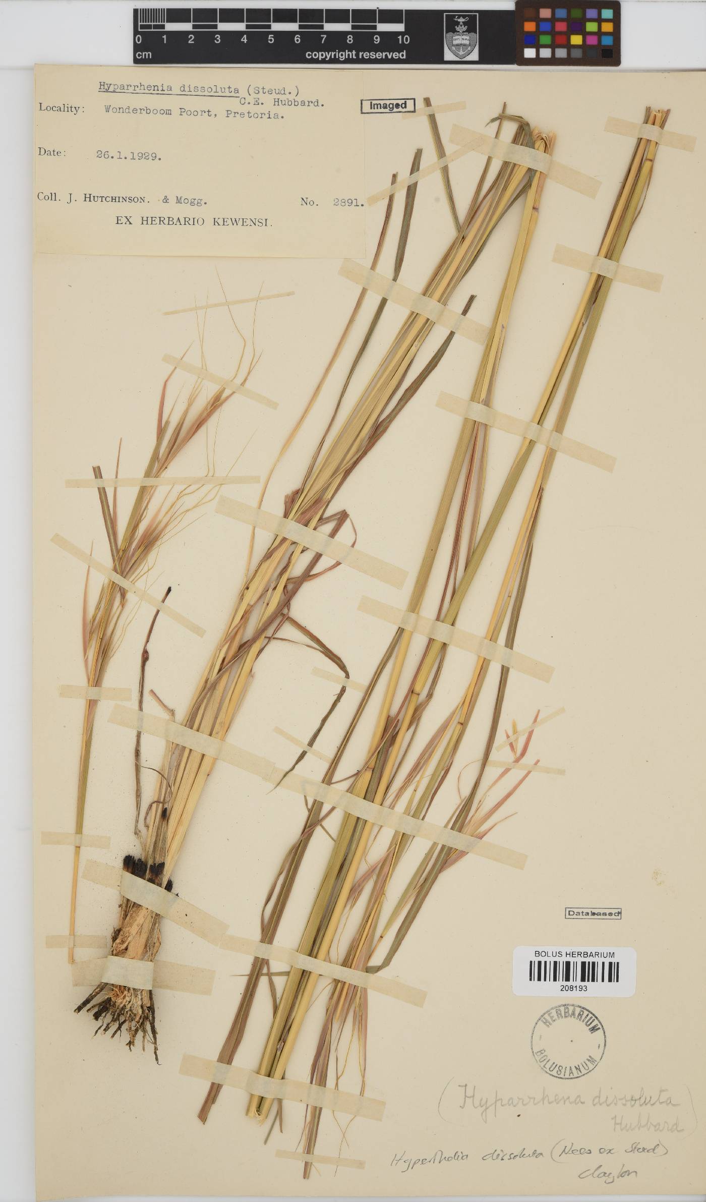 Hyperthelia dissoluta image