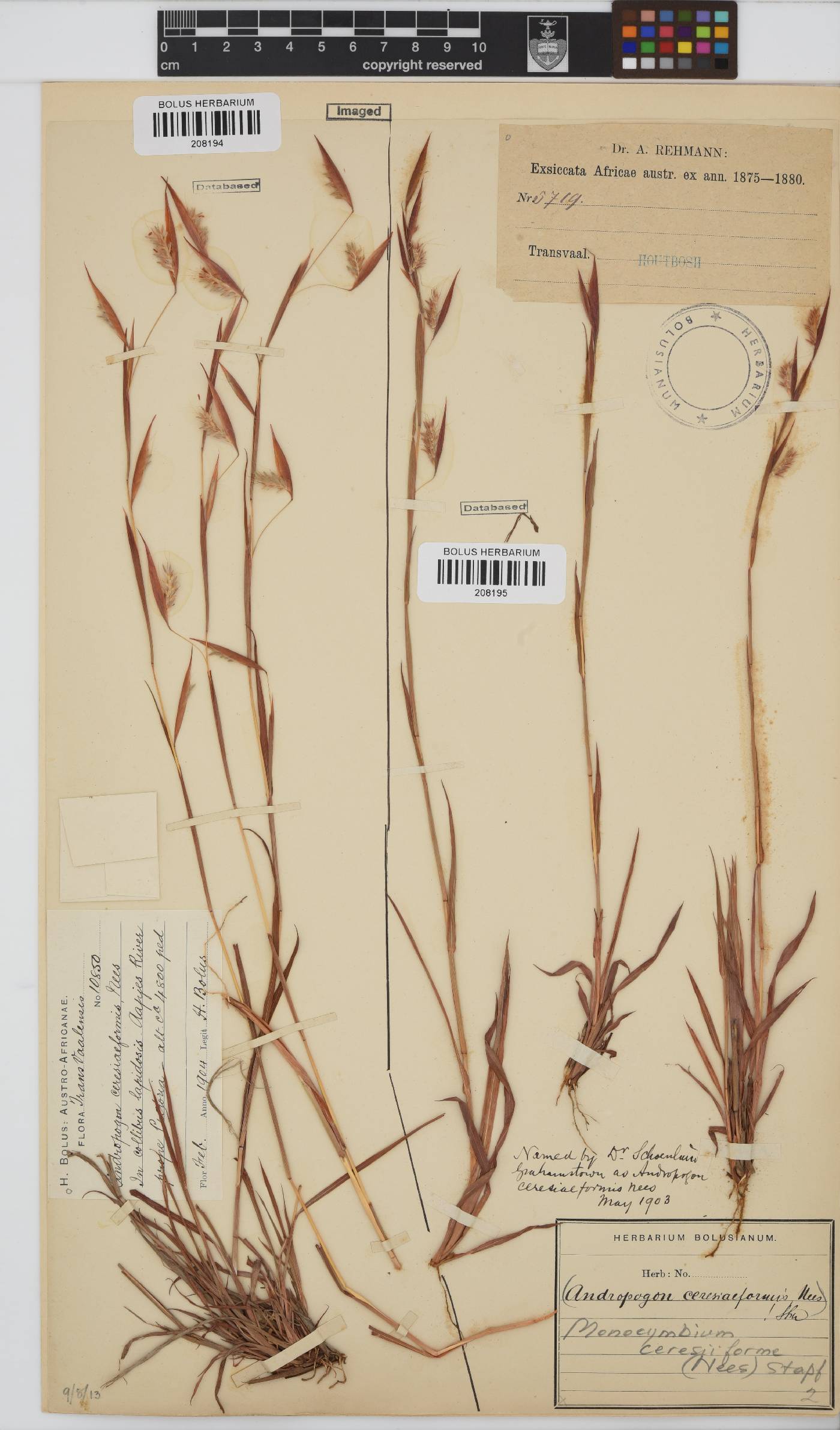 Monocymbium ceresiiforme image