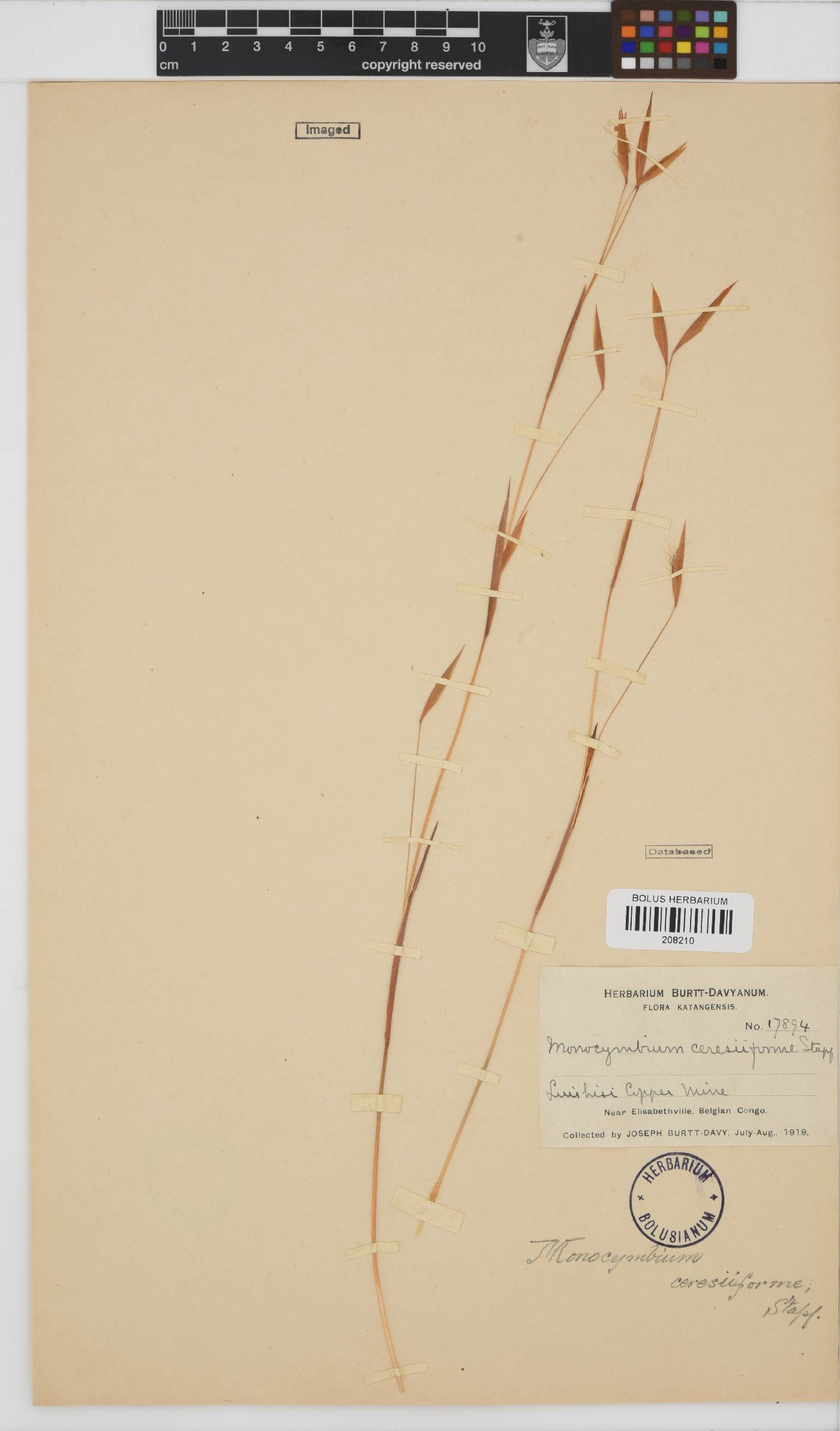 Monocymbium ceresiiforme image