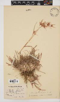 Themeda triandra image