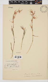 Themeda triandra image