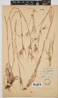 Themeda triandra image