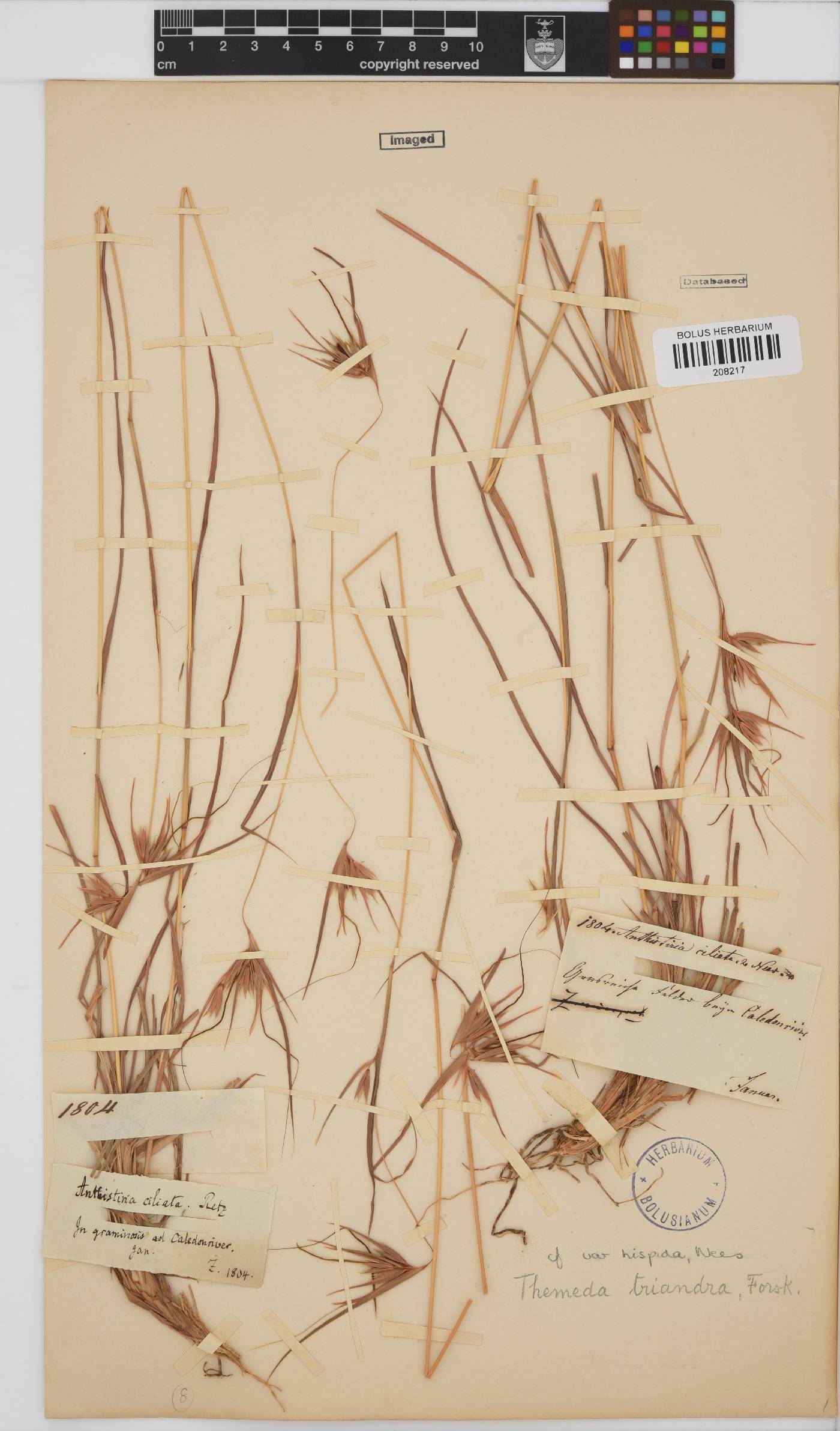Themeda triandra image