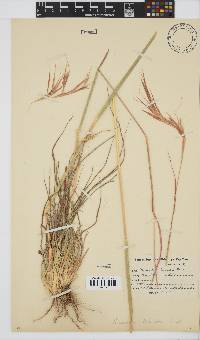 Themeda triandra image