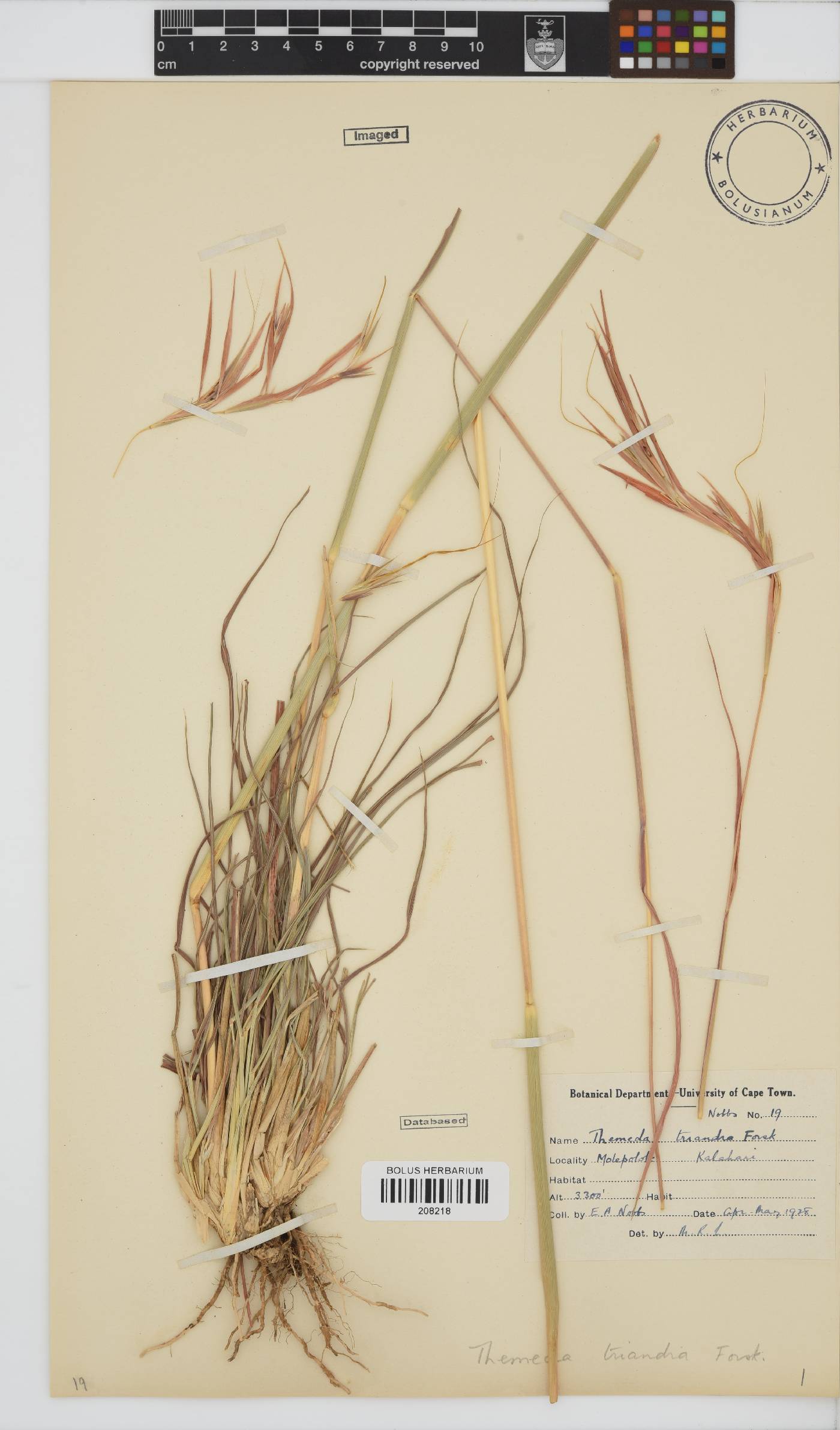 Themeda triandra image