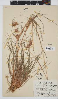 Themeda triandra image