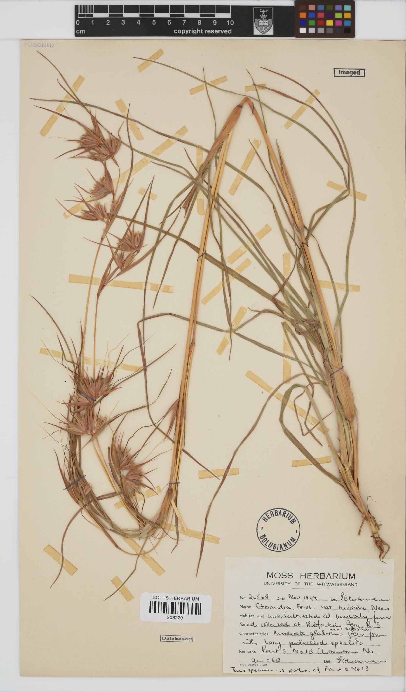 Themeda triandra image