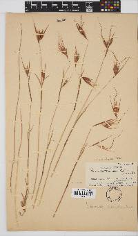 Themeda triandra image