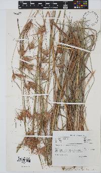 Themeda triandra image