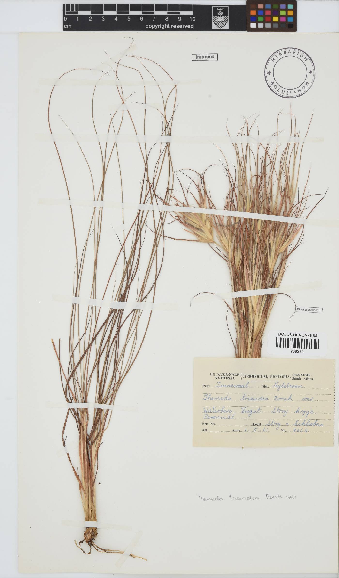 Themeda triandra image