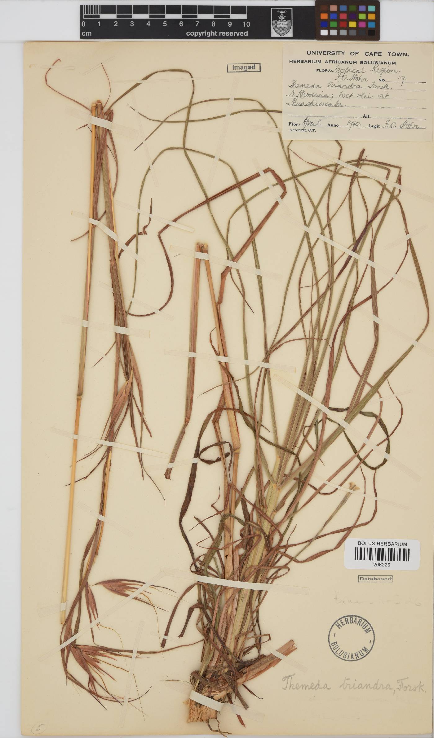 Themeda image