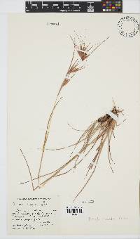 Themeda triandra image