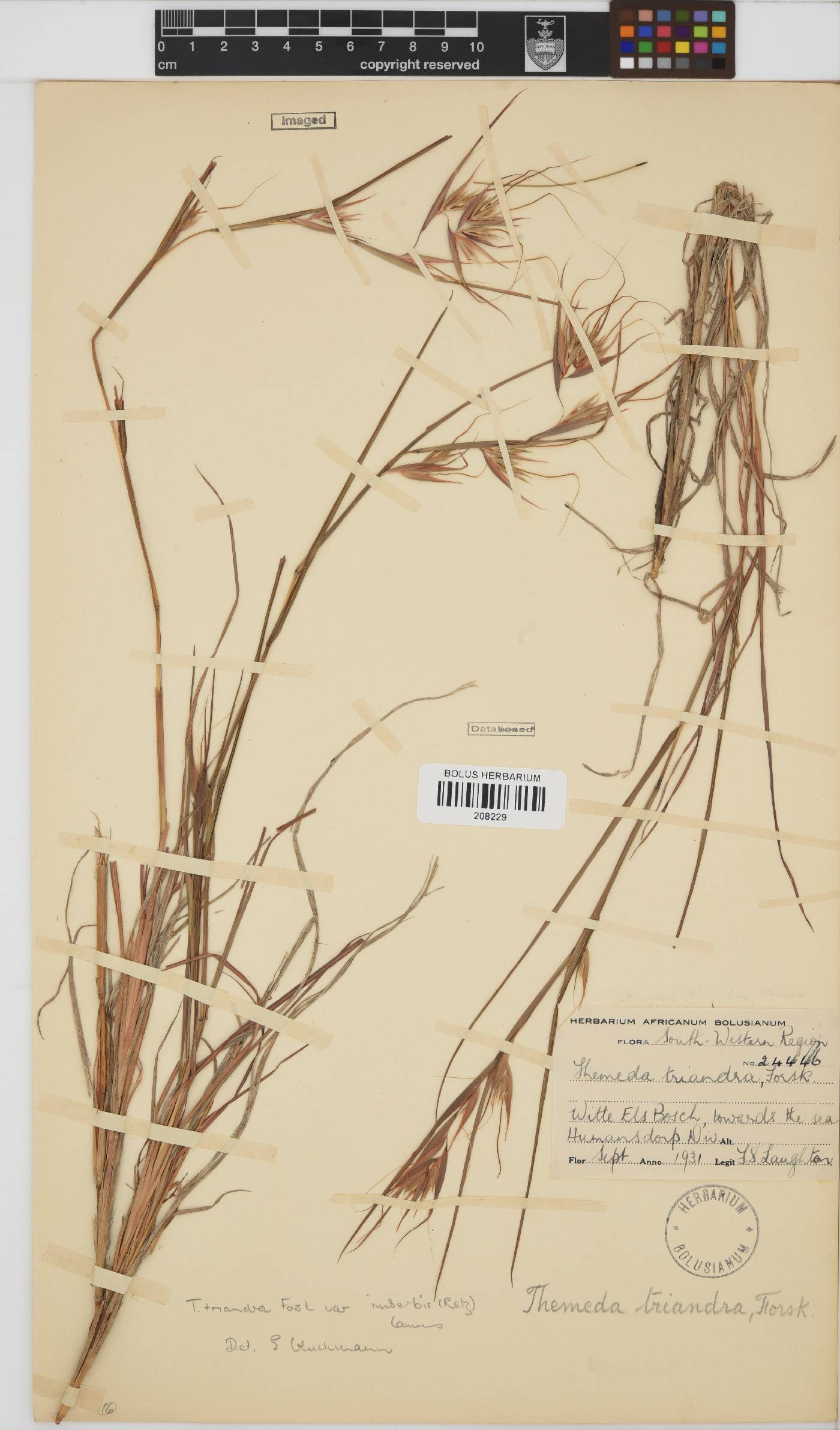 Themeda triandra image