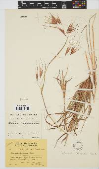 Themeda triandra image