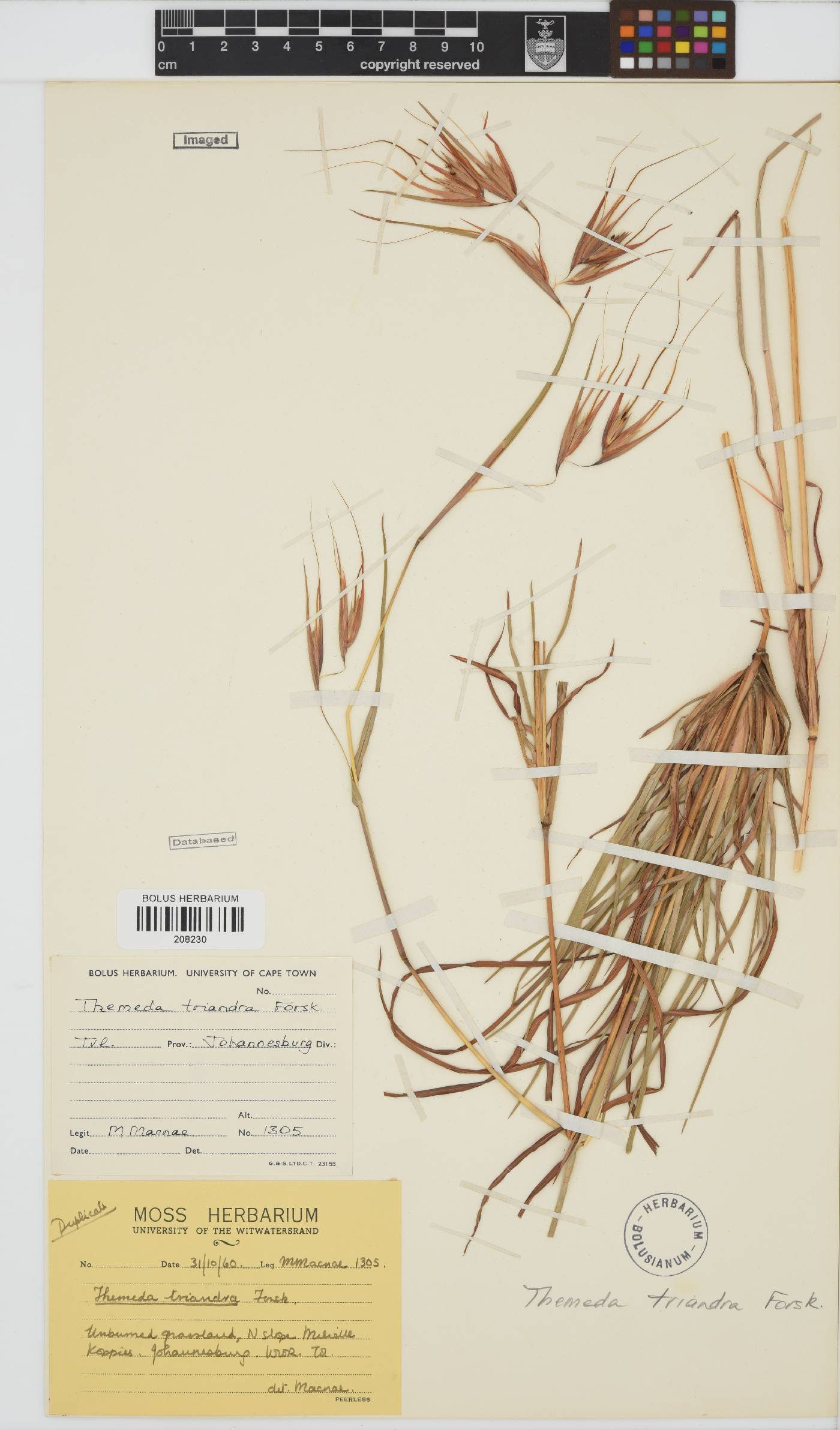 Themeda image