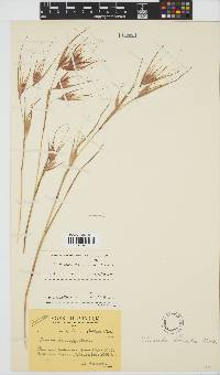 Themeda triandra image